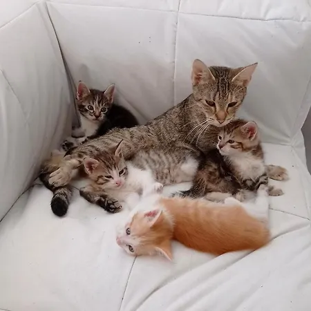 T3 Sur Fermette Avec Les Animaux Apartment